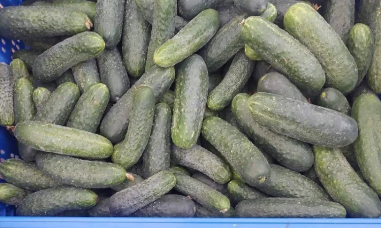 Продам огурец - фото № 2