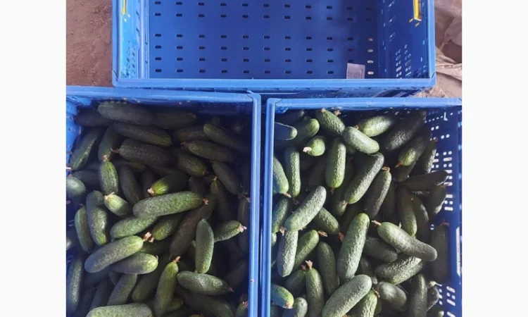 Продам огурец - фото № 3