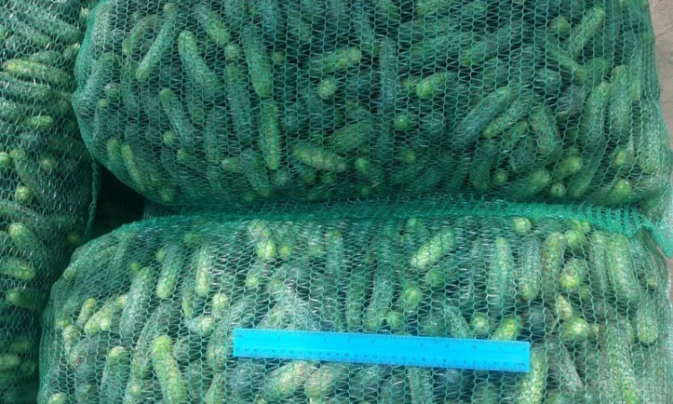 Огірок грунтовий - фото № 1