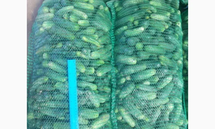 Огірок грунтовий - фото № 2