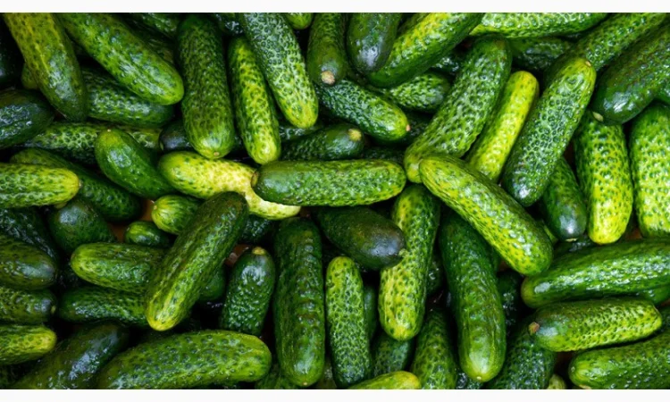 Закупаем огурец грунтовой/тепличный - фото № 1