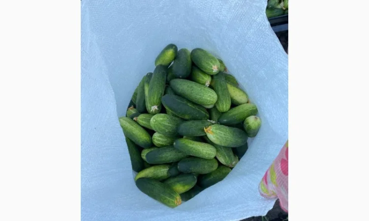 Продам польовий огірок - фото № 1