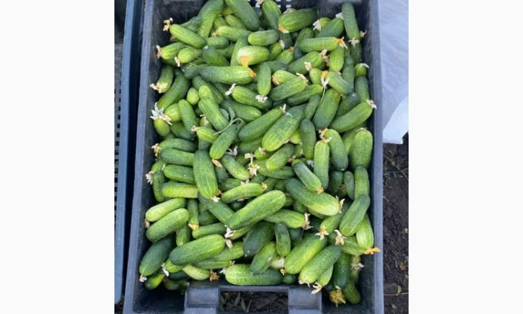 Продам польовий огірок - фото № 2