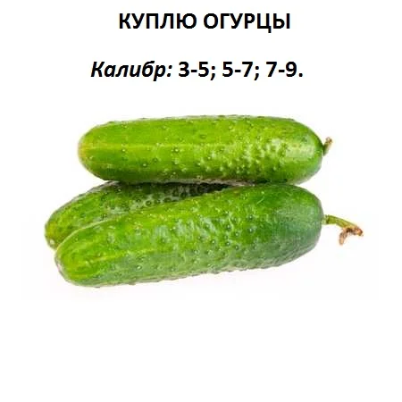 Закупаем на постоянной основе Огурцы - фото № 1
