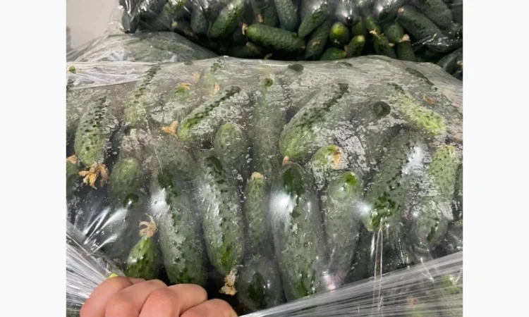 Огурец Румыния - фото № 11