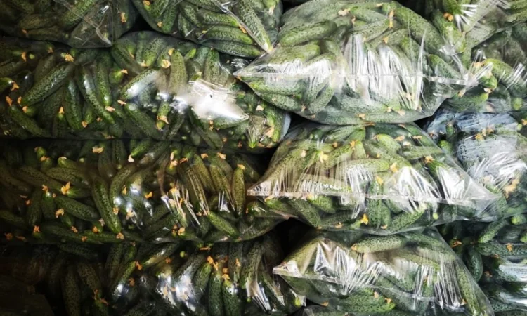 Огурец Румыния - фото № 2