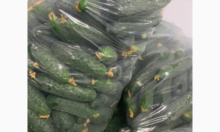 Огурец Румыния - фото № 3