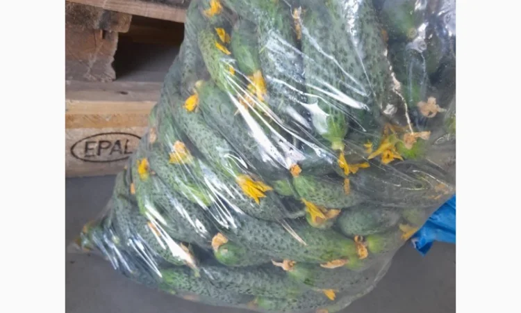 Огурец Румыния - фото № 4