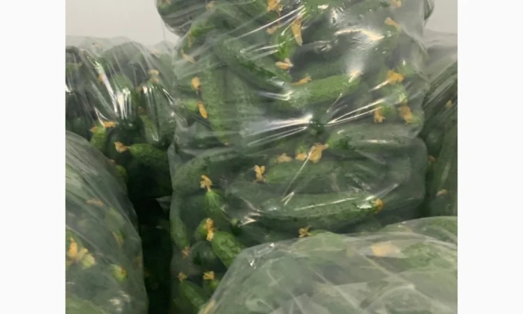 Огурец Румыния - фото № 5