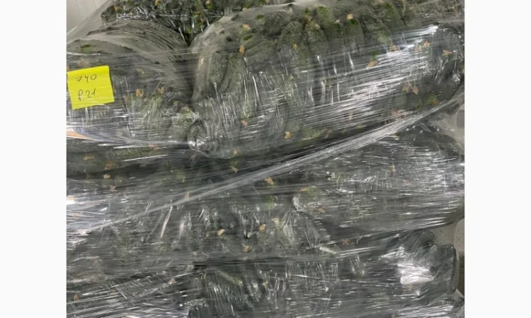 Огурец Румыния - фото № 7