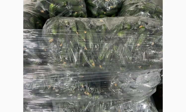 Огурец Румыния - фото № 9