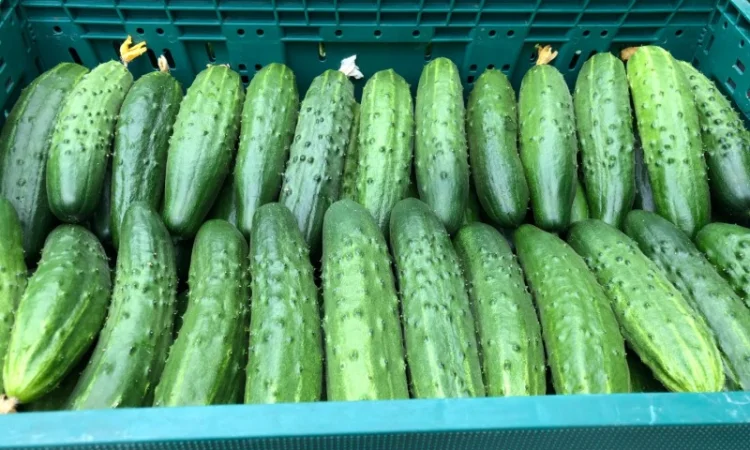 Продаж тепличного огірка сорту Єстафета - фото № 2