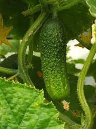 Купую на постійній основі Огірки - фото № 1