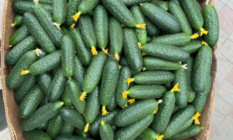 Огірок в об‘ємах можлива доставка - фото № 1