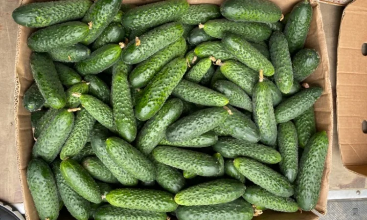 Огірок в об‘ємах можлива доставка - фото № 2