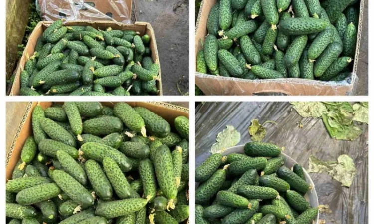 Огірок в об‘ємах можлива доставка - фото № 3