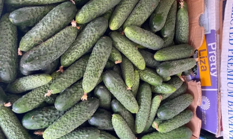 Огірок в об‘ємах можлива доставка - фото № 4