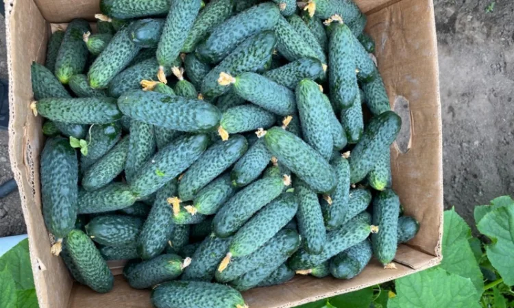 Огірок в об‘ємах можлива доставка - фото № 6