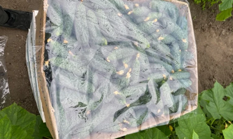 Огірок в об‘ємах можлива доставка - фото № 7