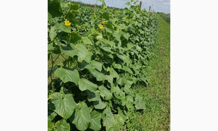 Продам огурец сорт Шакти - фото № 1