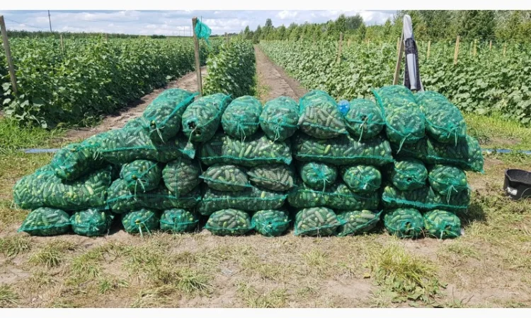 Продам огурец сорт Шакти - фото № 2