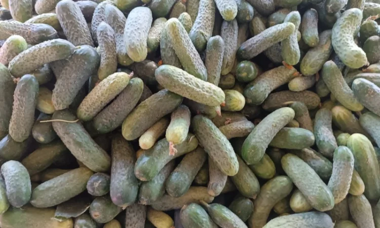 Продам огірки - фото № 1