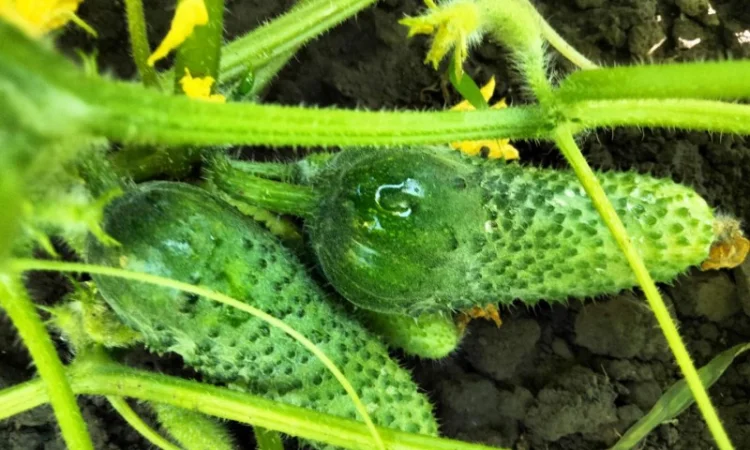 Огірок 8 - 10 см - фото № 2