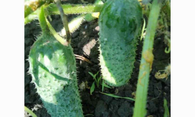 Огірок 8 - 10 см - фото № 3