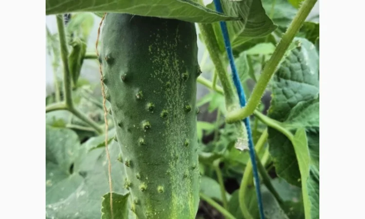 Огірок 8 - 10 см - фото № 4