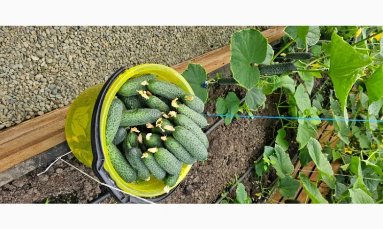 Продам огірки - фото № 1