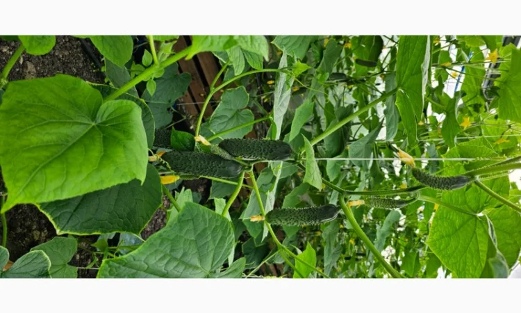 Продам огірки - фото № 2