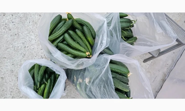 Продам огірки - фото № 3