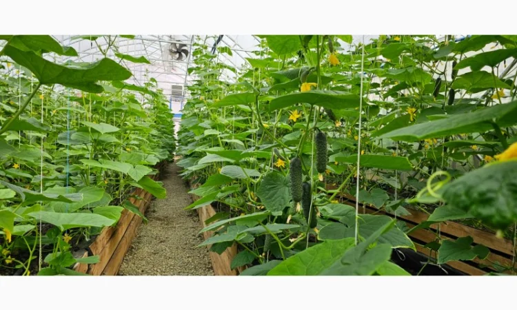 Продам огірки - фото № 4