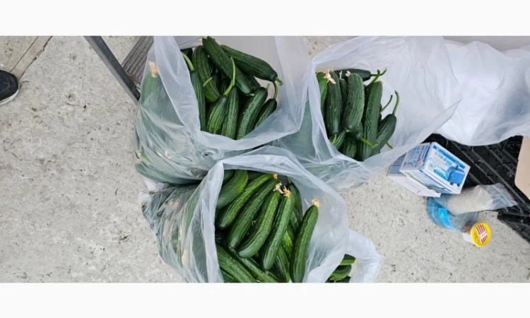 Продам огірки - фото № 5