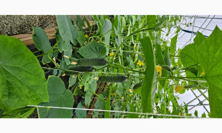 Продам огірки - фото № 6