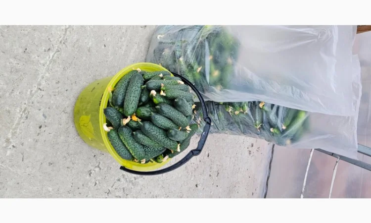 Продам огірки - фото № 7