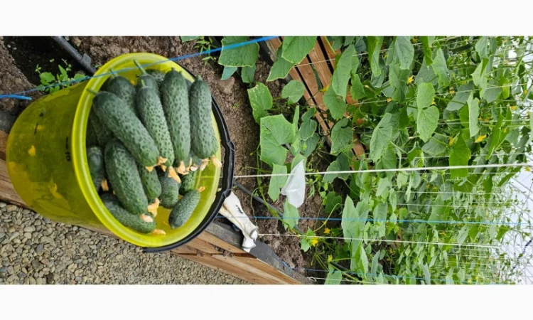 Продам огірки - фото № 8