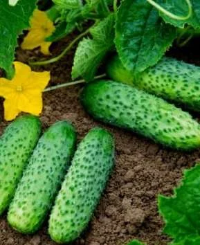 Приймаємо предзамовлення на грунтовий огірок - фото № 1