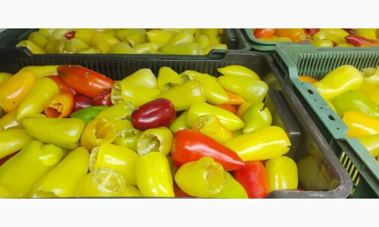 Заморожений перець для фарширування - фото № 1