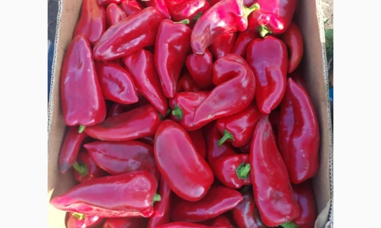 Продам свіжий солодкий перець Полет, Портека, Білозірку 5т - фото № 1