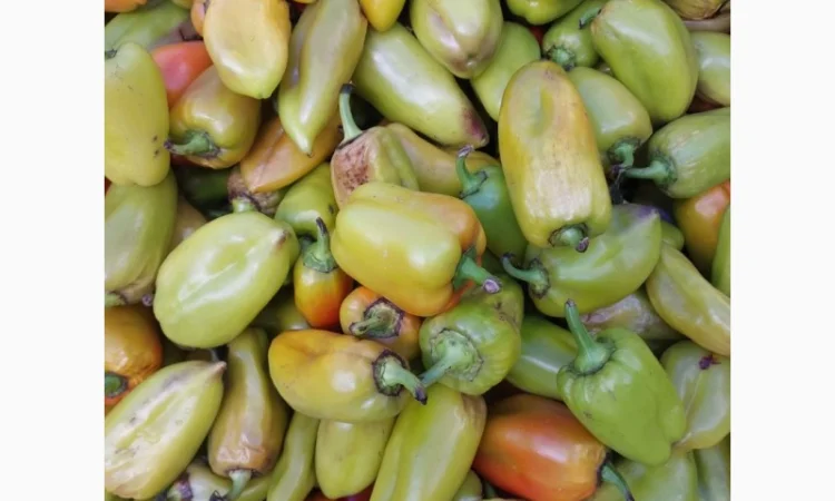 Продам зелений перець на переробку 2т у Новомосковському районі - фото № 1