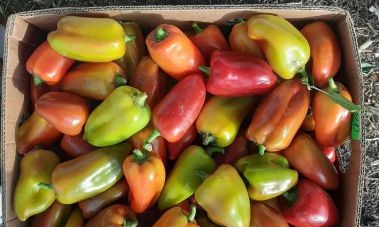 Продам Перець Політ солодкий ( не підмерзлий) 3т соковийтий та свіжий - фото № 1