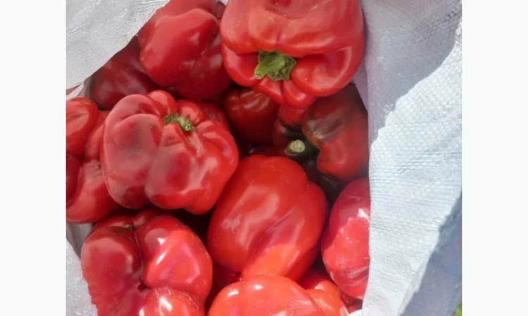 Продам червоний перець - фото № 2