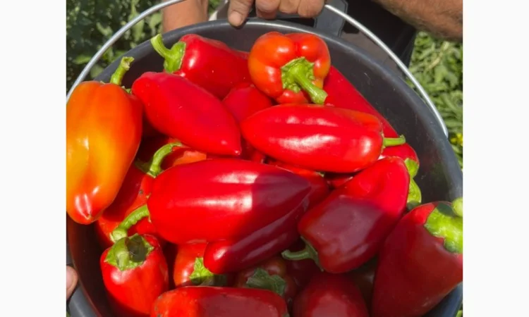 Продам червоний перець - фото № 5