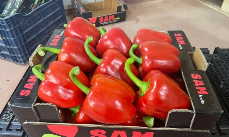 Перец экспорт из Турции - фото № 1