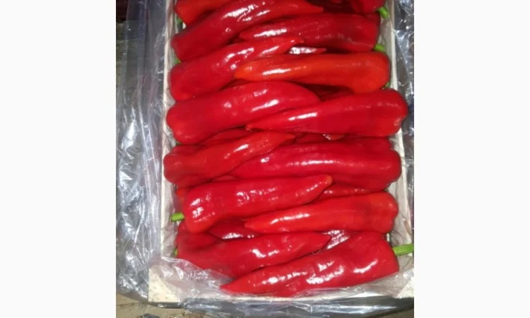 Перец экспорт из Турции - фото № 4