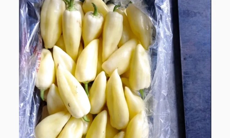 Перец экспорт из Турции - фото № 5