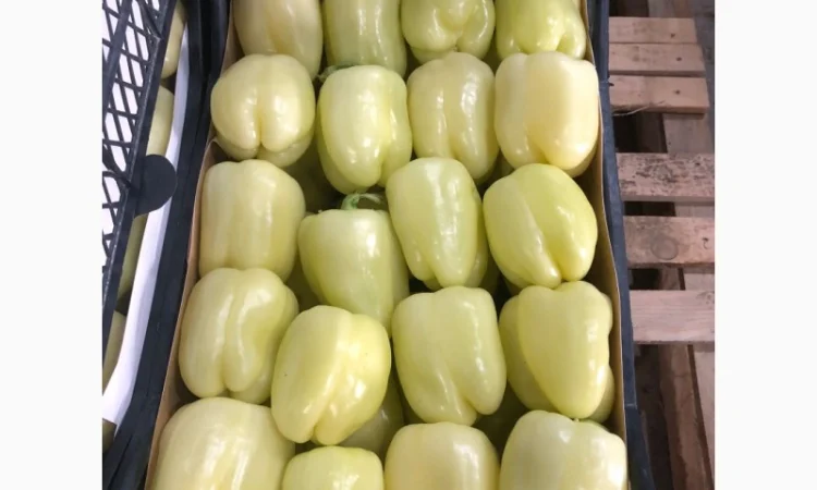 Перец экспорт из Турции - фото № 6