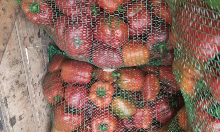 Продам перец - фото № 1