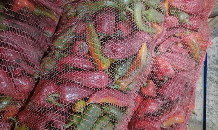 Продам перец - фото № 2